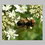 Phasia sp - Raupenfliege w03a.jpg